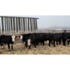 Image 1 : McComish Ranch - 10 BBF Sim X Bred Heifers April/May Calving  (Stettler, AB)