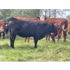 Image 16 : John Bland - 975# September Delivery Grass Heifers - 120 Head (Rimbey, AB)