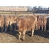 Image 4 : Stankievech Ranches - 690# January Delivery Heifers - 80 Head (Trochu, AB)