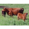 Image 7 : Nameth Land & Livestock Ltd. - 500# November Delivery Heifer Calves - 50 Head (Cupar, SK) VBP+