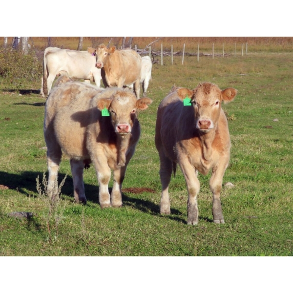 Owen Sellman - 725# November Delivery Steer Calves - 50 Head (McCreary, MB)