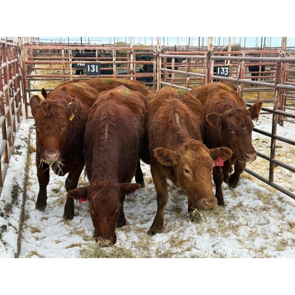 Black Diamond Land & Cattle - 5 Second & Third Calvers (Pen 131)