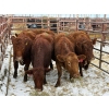 Image 1 : Black Diamond Land & Cattle - 5 Second & Third Calvers (Pen 131)