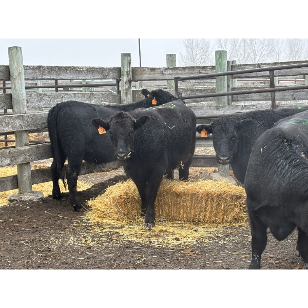 Lane Boisjoli - 5 Heifers (Pen 412)