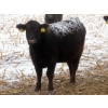 Image 5 : Little Rainbow Ranch - 22 Black & BBF Simm X Angus April/May Calving Bred Heifers (Moosomin, SK)