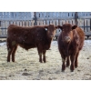 Image 3 : Resch Ranch - 920# March Delivery Steers - 108 Head (Leader, SK) VBP+