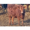 Image 9 : Nathan Allers - 800# March Delivery Heifers - 230 Head (Daysland, AB)