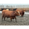 Image 12 : Chipping Hill Cattle Co. - 1100# September Delivery Steers - 216 Head (MacGregor, MB)