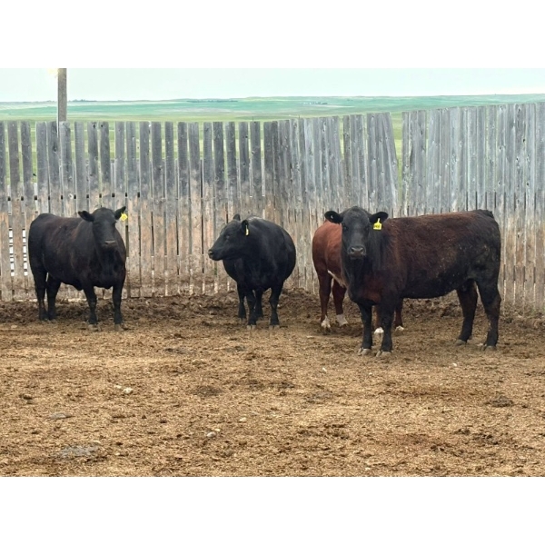 Church Hill Land & Cattle - 1550# June Delivery Fed Cows - 38 Head (Coderre, SK)