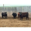 Image 1 : Church Hill Land & Cattle - 1550# June Delivery Fed Cows - 38 Head (Coderre, SK)
