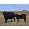 Image 2 : CC Farming Company - 680# October Delivery Steer Calves - 170 Head (Cayley, AB)