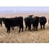 Image 3 : Kings Corner Farms - 880# November Delivery Grass Heifers - 108 Head (Corning, SK)