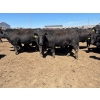Image 2 : Birch Island Land & Cattle - 1050# May Delivery Steers - 228 Head (Rhein, SK)