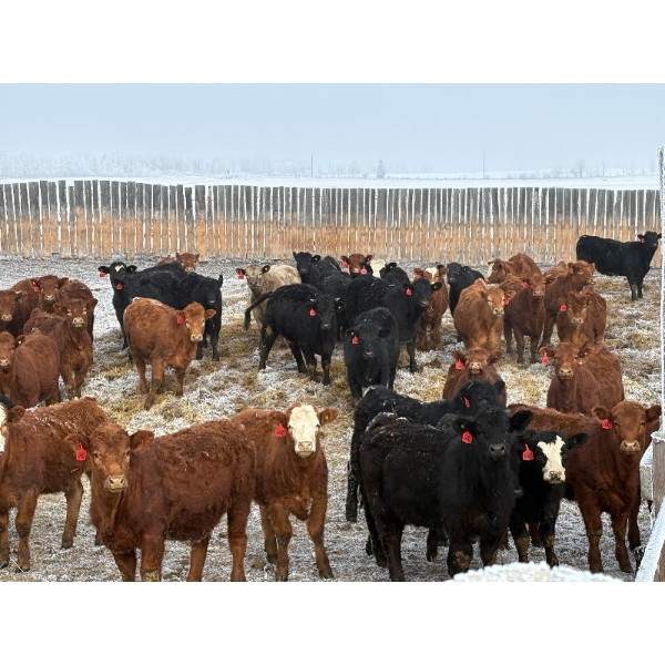 Church Ranches - 688# March Delivery Heifers - 47 Head (Cochrane, AB)