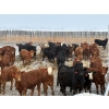 Image 1 : Church Ranches - 688# March Delivery Heifers - 47 Head (Cochrane, AB)
