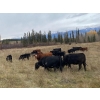Image 5 : Zender Farms - 575# October Heifer Calves - 40 Head (Invermere, BC)