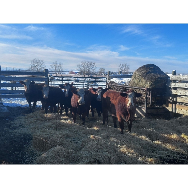 Crooked Creek Ranch - 6 Second Calvers (Pen 504)