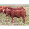 Image 12 : Mebs Ranch - 675# Steer Calves - 115 Head (Broadview, SK) VBP+