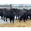Image 2 : Rafter G Land & Cattle -  12 Black Heifers (Pen 504) 