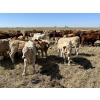 Image 6 : Bar 33 Ranch - 540# November Heifer Calves - 80 Head (Strathmore, AB)