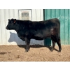 Image 4 : Cornerglen Ranching (Deschamps) - 5 Black Angus X April/May Calving Bred Heifers (Crestomere, AB)