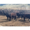 Image 6 : Nicola Ranch - 740# May Delivery Heifers - 280 Head (Nicola, BC)