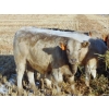 Image 2 : Copperfield Farming - 710# January Weaned Steers - 80 Head (Vauxhall, AB)