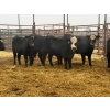 Image 2 : D6 Cattle Farm - 8 Heifers (Pen 515)