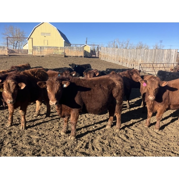 Hawk Ranching  - Average Weight: 960, Sex: Steers, Total Head: 65