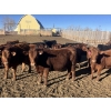 Image 1 : Hawk Ranching - 960# February Delivery Steers - 65 Head (Nanton, AB)