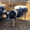 Image 4 : Idaho Dairies/Ranches - 94 Mixed (Burley, ID)
