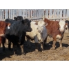 Image 8 : Little Rainbow Ranch - 725# March Delivery Steers - 84 Head (Moosomin, SK)