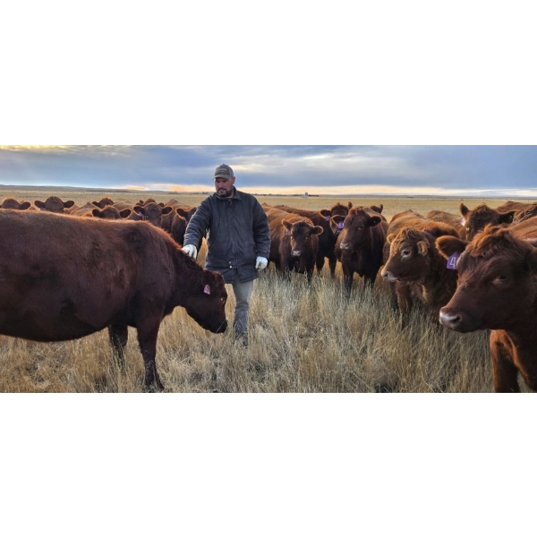 Clayton Sehn - 34 Red Heifers