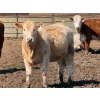 Image 4 : Dennis Bjelland - 975# May Delivery Heifers - 45 Head (Patricia, AB)