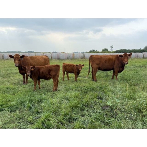 Malarky Farms - 35 Red/Red X Cow/Calf Pairs (Newdale, MB)