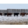 Image 7 : Franklin Cattle Co. - 650# February Delivery Heifers - 140 Head (Grenfell, SK)