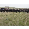 Image 6 : Rush Lake Ranch - 570# October Delivery Steer Calves - 85 Head (Vale, AB)