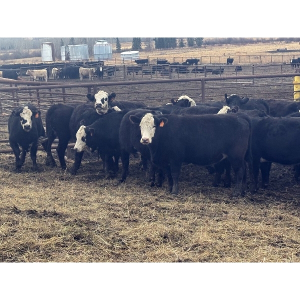 Midpoint Farms - 24 BBF April/May Calving Bred Heifers (Drayton Valley, AB)