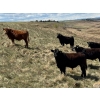 Image 4 : Carter Morison - 1130# July Delivery Grass Steers - 110 Head (Airdrie, AB)