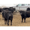 Image 7 : South Ridge Simmentals - 625# May Delivery Heifers - 95 Head (Monarch, AB)