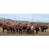 Image 5 : M.S. MacLean Livestock - 940# March Delivery Steers - 31 Head (Coaldale, AB)