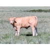 Image 4 : Garth Szaklay - 525# Oct/Nov Delivery Heifer Calves - 35 Head (Delburne, AB)