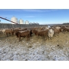 Image 9 : Cunningham Cattle Co. - 885# February Delivery Heifers - 260 Head (Sundre, AB)