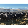 Image 7 : DK Livestock - 820# February Delivery Heifers - 242 Head (High River, AB)