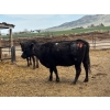 Image 5 : Idaho Dairies/Ranches - 26 Cows (Burley, ID)