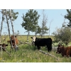 Image 7 : Wolverine Cattle Co. - 925# September Delivery Grass Heifers - 200 Head (Guernsey, SK)