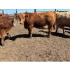 Image 3 : Birch Island Land & Cattle - 1050# May Delivery Steers - 114 Head (Rhein, SK)