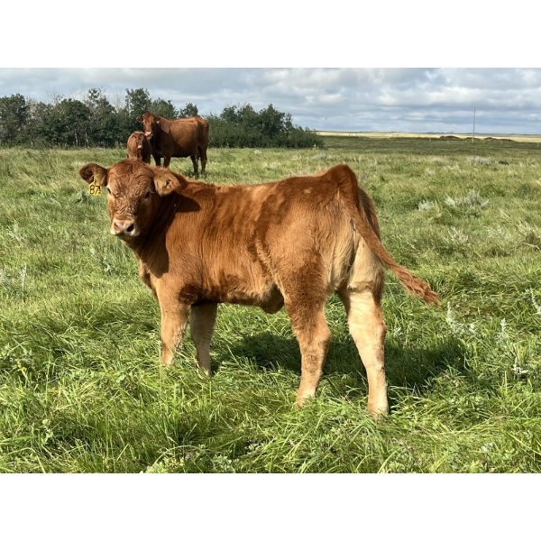 North Slope Farms - 565# November Delivery Heifer Calves - 100 Head (Czar, AB)
