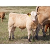 Image 15 : Alvin Sandum Family - 670# Steer Calves - 94 Head (Hussar, AB)