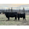 Image 2 : LA Ranch & L+ Ranch - 490#  October Delivery Steer Calves - 120 Head (Vanderhoof, BC)